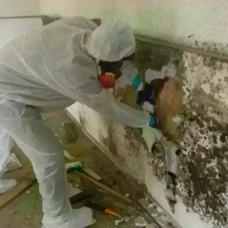 Mold Remediation and Removal in Waverly, VA